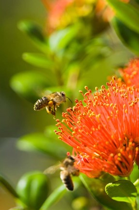 Framed New Zealand, South Island, Bee on Rata flower Print
