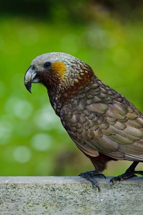Framed New Zealand, Stewart Island, Halfmoon Bay Kaka bird Print