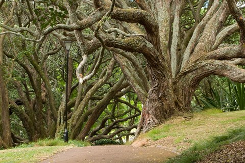 Framed Trees, Central Park, Auckland, New Zealand Print