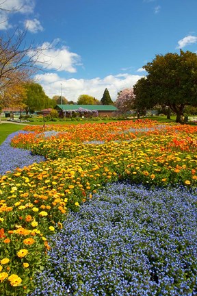 Framed Flower garden, Pollard Park, Blenheim, Marlborough, South Island, New Zealand (vertical) Print