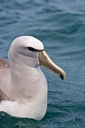 Framed New Zealand, South Island, Salvin&#39;s Albatross Print