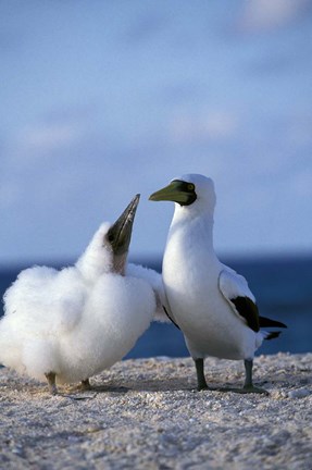 Framed Australia, Coringa Island, Masked Booby birds Print