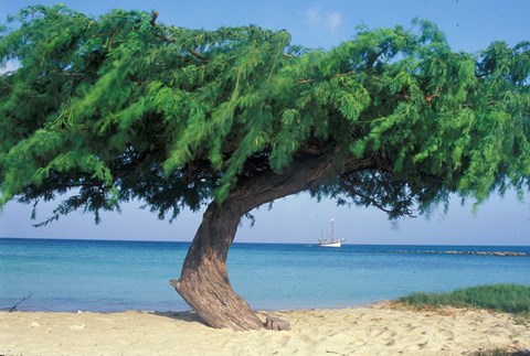 Framed Kwihi Tree,  Aruba, Caribbean Print