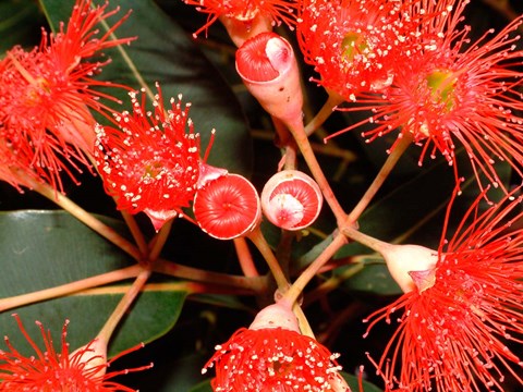 Framed Rata Tree Blossoms, New Zealand Print