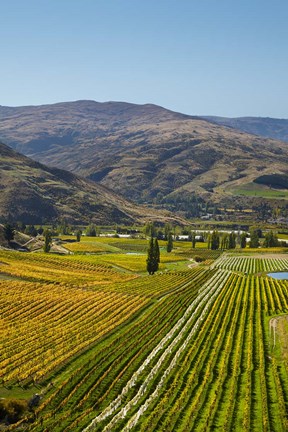 Framed Felton Road Vineyard, Autumn, Bannockburn, Central Otago, South Island, New Zealand Print