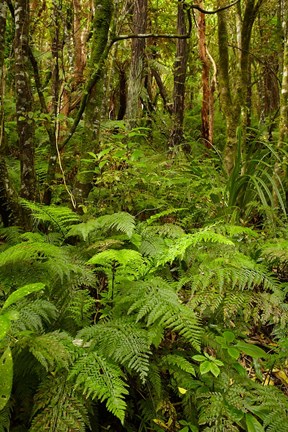 Framed Ferns and native bush near Matai Falls, Catlins, South Otago, South Island, New Zealand Print