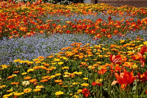 Framed Flower garden, Pollard Park, Blenheim, Marlborough, South Island, New Zealand (horizontal) Print