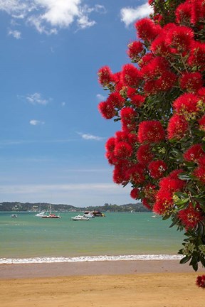 Framed Pohutukawa tree, beach, Paihia, North Island, New Zealand Print