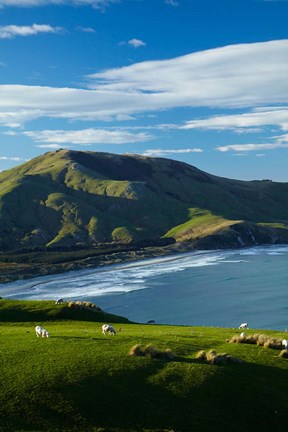 Framed Sheep grazing near Allans Beach, Dunedin, Otago, New Zealand Print