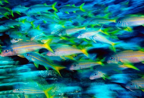 Framed Grunts in Motion, Abacos, Bahamas Print