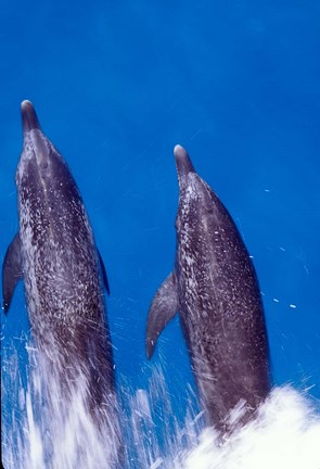 Framed Atlantic Spotted Dolphins, Bimini, Bahamas Print