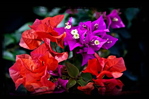 Framed Flora along Staniel Cay, Exumas, Bahamas Print