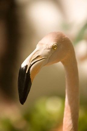 Framed Caribbean, Bonaire, Flamingos, tropical bird Print