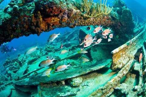 Framed Schooling Soldierfish, Wreck of the RMS Rhone, coast of Salt Island, Tortola, British Virgin Islands, Caribbean Print