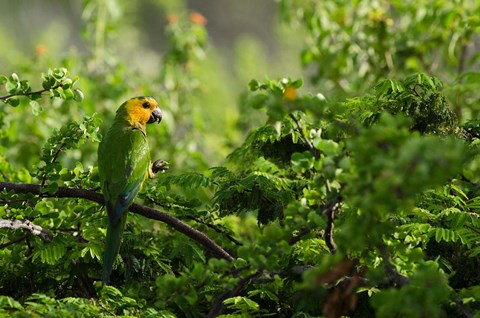 Framed Caribbean Parakeet tropical bird, Netherlands Antilles Print
