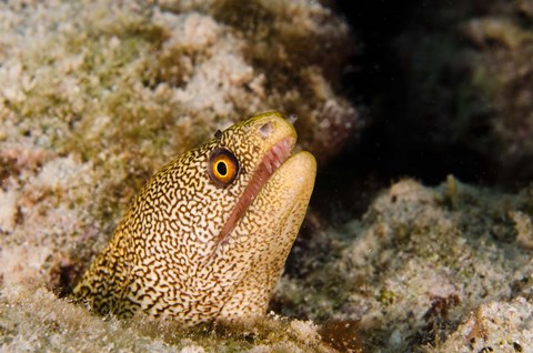 Framed Goldentail Moray fish, Bonaire, Netherlands Antilles Print