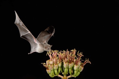 Framed Mexican Long-tongued Bat, Agave Blossom, Arizona Print
