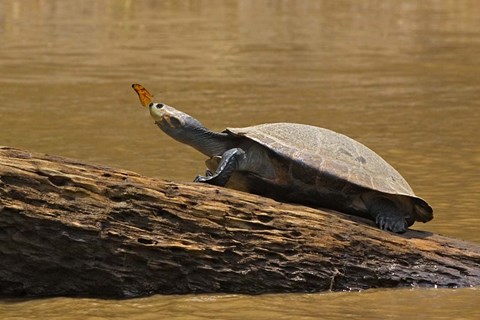 Framed Turtle Atop Rock with Butterfly on its Nose, Madre de Dios, Amazon River Basin, Peru Print