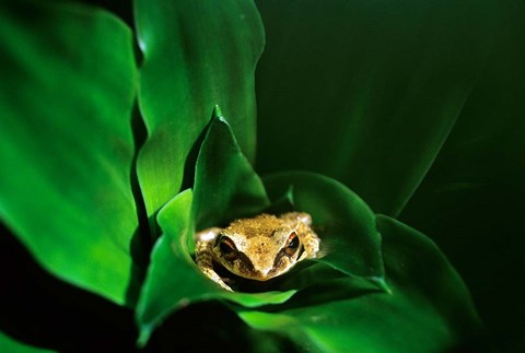 Framed Coqui Frog in Puerto Rico Print