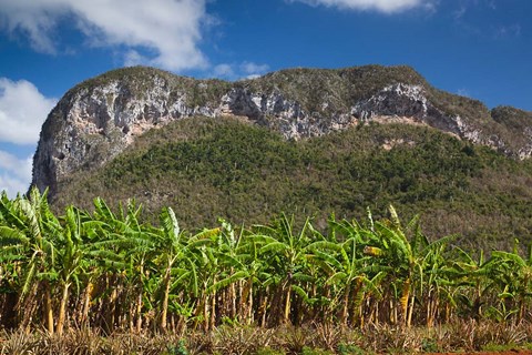 Framed Cuba, Pinar del Rio Province, Palm plantation Print