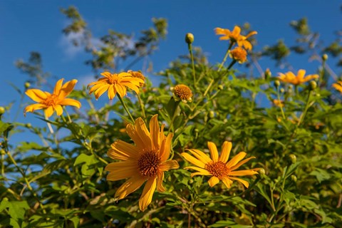 Framed Tropical yellow flowers, Bavaro, Higuey, Punta Cana, Dominican Republic Print