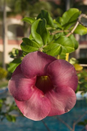 Framed Dominican Republic, Punta Cana, Allamanda flower - pink Print