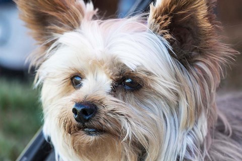 Framed Waitching Dog with Intent Print