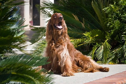Framed Irish Setter dog surrounded by cycads Print