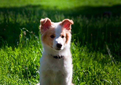 Framed Border Collie puppy dog in a field Print