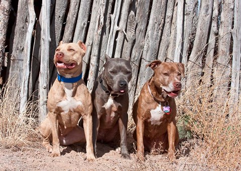 Framed American Pitt Bull Terrier dogs, NM Print