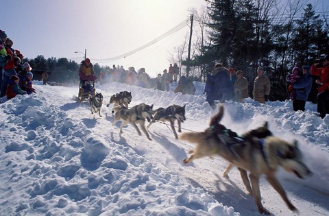 Framed Sled Dog Team Starting Their Run on Mt Chocorua, New Hampshire, USA Print