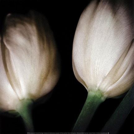 Framed Splendid Print