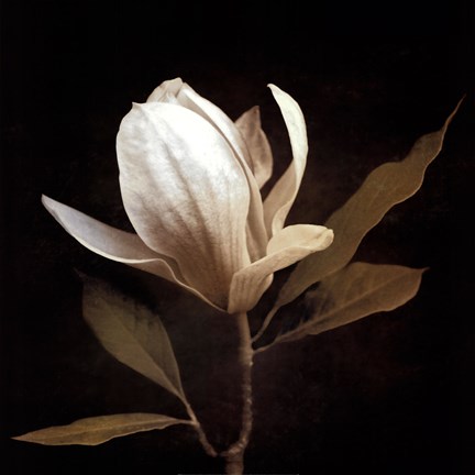 Framed Grandeur Print