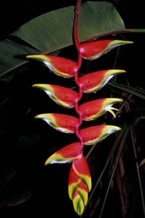 Framed Tropical Flower on Culebra Island, Puerto Rico Print