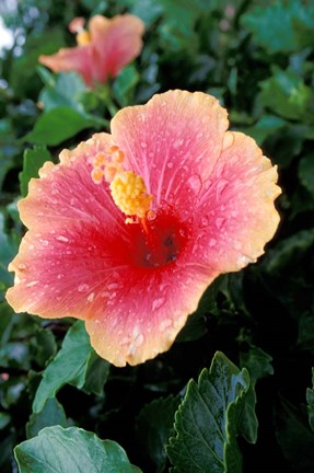 Framed Hibiscus Flower in Bloom, St Kitts, Caribbean Print