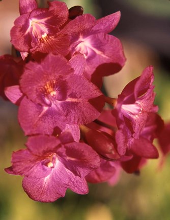 Framed Flora, Caribbean Print