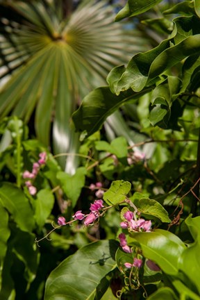 Framed Tropical flowers and palm tree, Grand Cayman, Cayman Islands, British West Indies Print