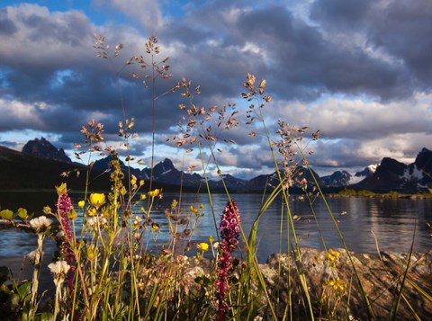 Framed Wildflowers, Jasper National Park, Alberta, Canada Print