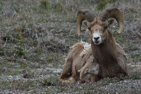 Framed Alberta, Columbia Icefields Parkway, bighorn sheep Print