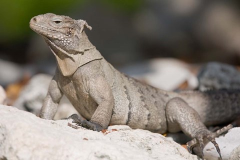 Framed Cayman Islands, Caymans iguana, Lizard, rocky beach Print