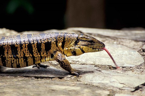 Framed Golden Tegu Lizard, Asa Wright Wildlife Sanctuary, Trinidad, Caribbean Print