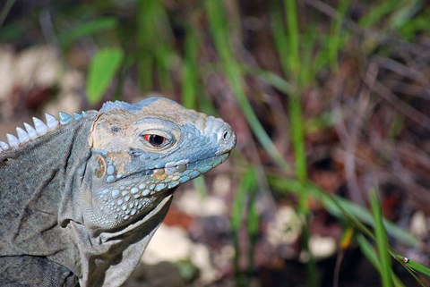 Framed Iguana lizard, Queen Elizabeth II Park, Grand Cayman Print