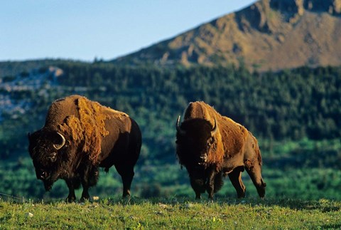 Framed Bison bulls, Waterton Lakes NP, Alberta Canada Print