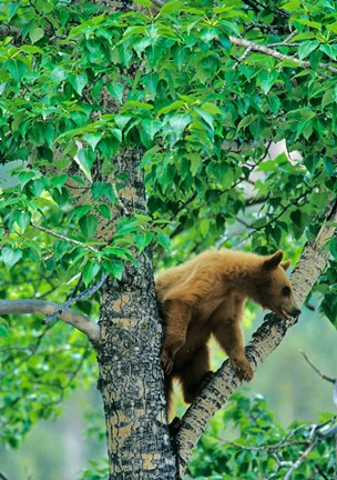 Framed Black bear, aspen tree, Waterton Lakes NP, Alberta Print