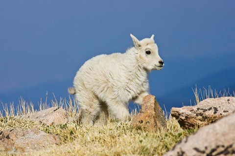 Framed Mountain Goat, Rocky Mountains, Colorado Print