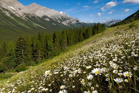 Framed Oxeye daisy flowers, Kananaskis Range, Alberta Print