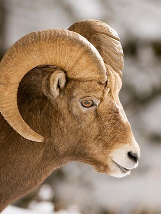 Framed Bighorn sheep, Maligne Canyon, Jasper NP, Alberta Print