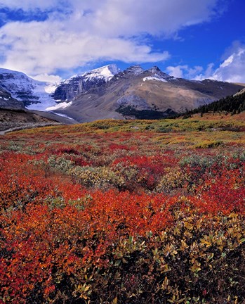 Framed Alberta, Columbia Icefields, Huckleberry meadows Print