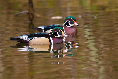 Framed Wood ducks, British Columbia, Canada Print