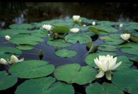 Framed White Water-Lily in Bloom, Kitty Coleman Woodland Gardens, Comox Valley, Vancouver Island, British Columbia Print